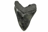 Giant, Fossil Megalodon Tooth - South Carolina #172273-1